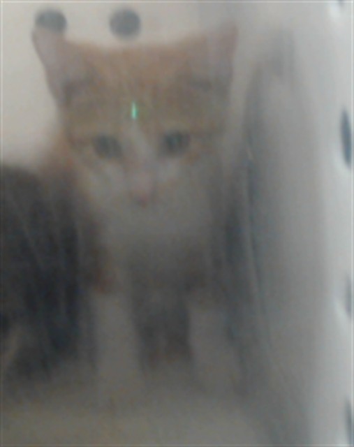 Shelter Stray Unknown Cat last seen Near BLOCK HOMELAND DR, PARKTON NC 28371, 4704 Corporation Dr, Fayetteville, NC 28306, USA