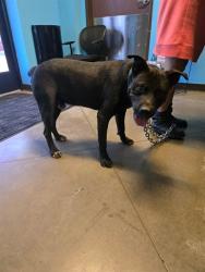Shelter Stray Male Dog last seen M ST /CALIFORNIA BAKERSFIELD, 201 S Mt Vernon Ave, Bakersfield, CA 93307, USA