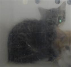 Shelter Stray Unknown Cat last seen Near BLOCK HOMELAND DR, PARKTON NC 28371, 4704 Corporation Dr, Fayetteville, NC 28306, USA