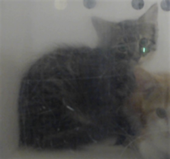 Shelter Stray Unknown Cat last seen Near BLOCK HOMELAND DR, PARKTON NC 28371, 4704 Corporation Dr, Fayetteville, NC 28306, USA