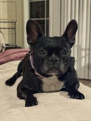 Reunited Female Dog last seen Tilling way and chase ave, El Cajon, CA 92020