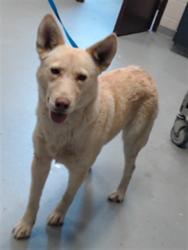 Shelter Stray Female Dog last seen Near BLOCK SAND HILL RD, HOPE MILLS NC 28348, 4704 Corporation Dr, Fayetteville, NC 28306, USA