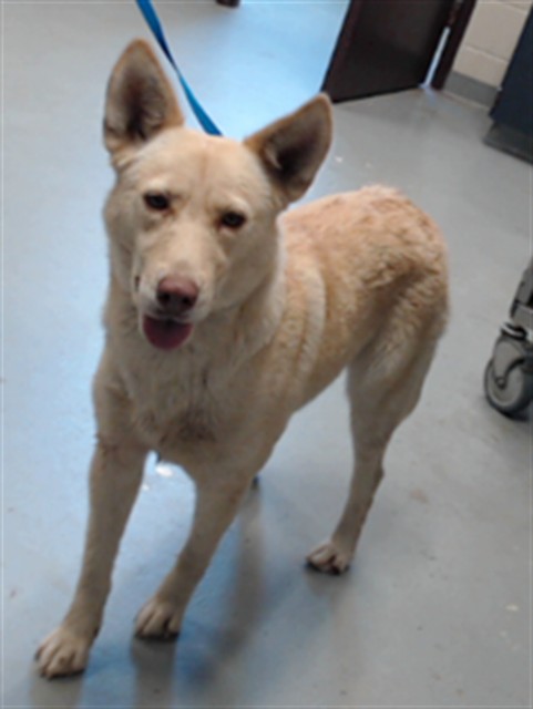 Shelter Stray Female Dog last seen Near BLOCK SAND HILL RD, HOPE MILLS NC 28348, 4704 Corporation Dr, Fayetteville, NC 28306, USA