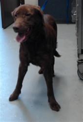 Shelter Stray Female Dog last seen Near BLOCK SAND HILL RD, HOPE MILLS NC 28348, 4704 Corporation Dr, Fayetteville, NC 28306, USA