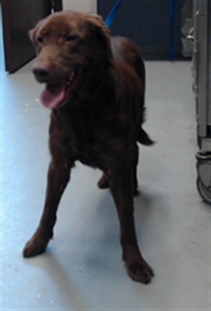 Shelter Stray Female Dog last seen Near BLOCK SAND HILL RD, HOPE MILLS NC 28348, 4704 Corporation Dr, Fayetteville, NC 28306, USA