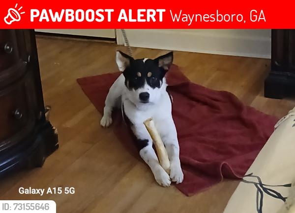 Lost Female Dog last seen Victory, Waynesboro, GA 30830