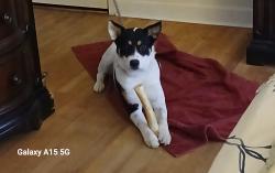 Lost Female Dog last seen Victory, Waynesboro, GA 30830
