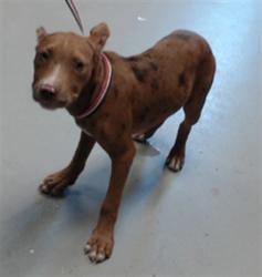 Shelter Stray Female Dog last seen Near BLOCK DUNN RD, EASTOVER NC 28312, 4704 Corporation Dr, Fayetteville, NC 28306, USA