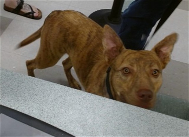 Shelter Stray Female Dog last seen Near BLOCK SW 45TH JUMPED IN THE CAR, 2811 SE 29th St, Oklahoma City, OK 73129, USA