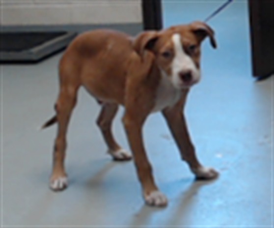Shelter Stray Male Dog last seen Near BLOCK DUNN RD, EASTOVER NC 28312, 4704 Corporation Dr, Fayetteville, NC 28306, USA