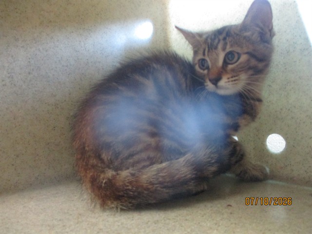 Shelter Stray Unknown Cat last seen , 2811 SE 29th St, Oklahoma City, OK 73129, USA