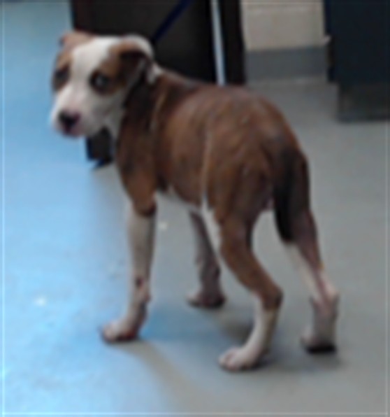 Shelter Stray Male Dog last seen Near BLOCK DUNN RD, EASTOVER NC 28312, 4704 Corporation Dr, Fayetteville, NC 28306, USA