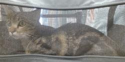 Shelter Stray Unknown Cat last seen , 2811 SE 29th St, Oklahoma City, OK 73129, USA