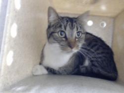 Shelter Stray Female Cat last seen Near BLOCK SNOW HILL RD, FAYETTEVILLE NC 28306, 4704 Corporation Dr, Fayetteville, NC 28306, USA