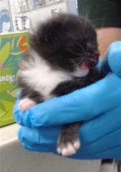Shelter Stray Unknown Cat last seen , 2811 SE 29th St, Oklahoma City, OK 73129, USA