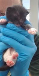 Shelter Stray Unknown Cat last seen , 2811 SE 29th St, Oklahoma City, OK 73129, USA