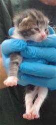 Shelter Stray Unknown Cat last seen , 2811 SE 29th St, Oklahoma City, OK 73129, USA