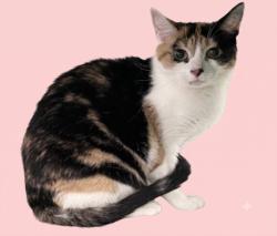 Shelter Stray Female Cat last seen , 1850 W 60th St, Los Angeles, CA 90047, USA