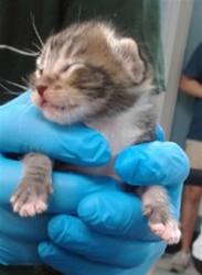 Shelter Stray Unknown Cat last seen , 2811 SE 29th St, Oklahoma City, OK 73129, USA