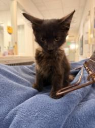 Shelter Stray Male Cat last seen , 1850 W 60th St, Los Angeles, CA 90047, USA