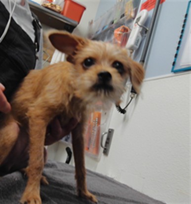 Shelter Stray Male Dog last seen Near BLOCK CLINTON BLVD SW, ALBUQUERQUE NM 87105, 3001 2nd St SW, Albuquerque, NM 87105, USA