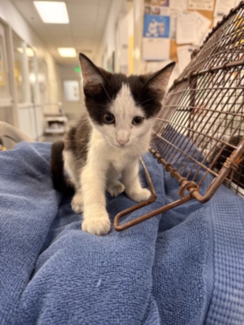Shelter Stray Male Cat last seen , 1850 W 60th St, Los Angeles, CA 90047, USA