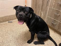 Shelter Stray Male Dog last seen Near BLOCK ELBERT RD, ELBERT CO 80106, 610 Abbot Ln, Colorado Springs, CO 80905, USA