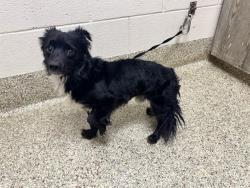 Shelter Stray Male Dog last seen Near BLOCK N INSTITUTE ST, COLORADO SPRINGS CO 80903, 610 Abbot Ln, Colorado Springs, CO 80905, USA