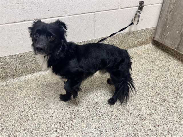 Shelter Stray Male Dog last seen Near BLOCK N INSTITUTE ST, COLORADO SPRINGS CO 80903, 610 Abbot Ln, Colorado Springs, CO 80905, USA
