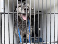 Shelter Stray Female Dog last seen Near BLOCK VILLA CIR, COLORADO SPRINGS CO 80918, 610 Abbot Ln, Colorado Springs, CO 80905, USA