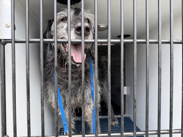 Shelter Stray Female Dog last seen Near BLOCK VILLA CIR, COLORADO SPRINGS CO 80918, 610 Abbot Ln, Colorado Springs, CO 80905, USA
