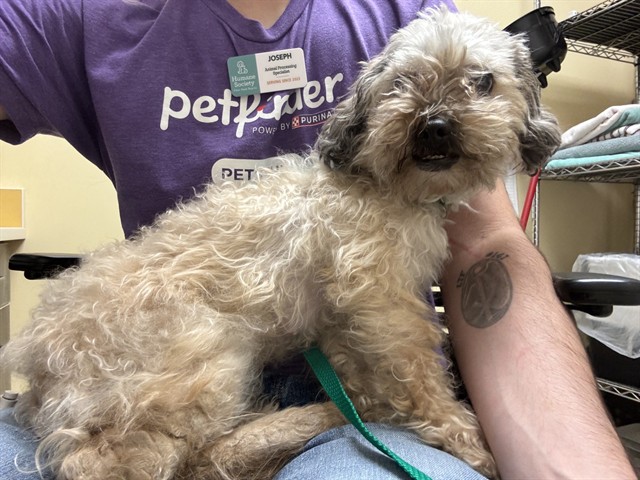 Shelter Stray Female Dog last seen Near BLOCK ORO BLANCO DR, COLORADO SPRINGS CO 80917, 610 Abbot Ln, Colorado Springs, CO 80905, USA