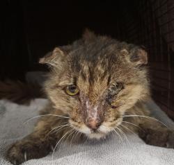 Shelter Stray Male Cat last seen , 4000 N Silverbell Rd, Tucson, AZ 85745, USA