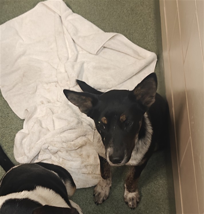Shelter Stray Female Dog last seen UW 84 FRONTAGE ROAD AND N P 804 SANTA FE NEW MEXICO 87506, 100 Caja Del Rio Rd, Santa Fe, NM 87507, USA