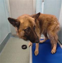 Shelter Stray Unknown Dog last seen , 4275 Elton St, Baldwin Park, CA 91706, USA