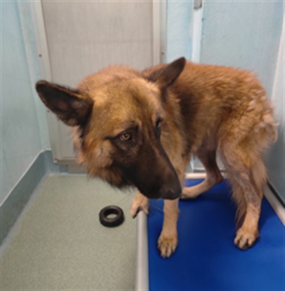 Shelter Stray Unknown Dog last seen , 4275 Elton St, Baldwin Park, CA 91706, USA