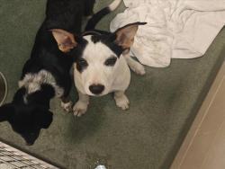 Shelter Stray Male Dog last seen UW 84 FRONTAGE ROAD AND N P 804 SANTA FE NEW MEXICO 87506, 100 Caja Del Rio Rd, Santa Fe, NM 87507, USA