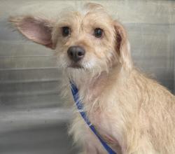 Shelter Stray Female Dog last seen , 3201 Lacy St, Los Angeles, CA 90031, USA