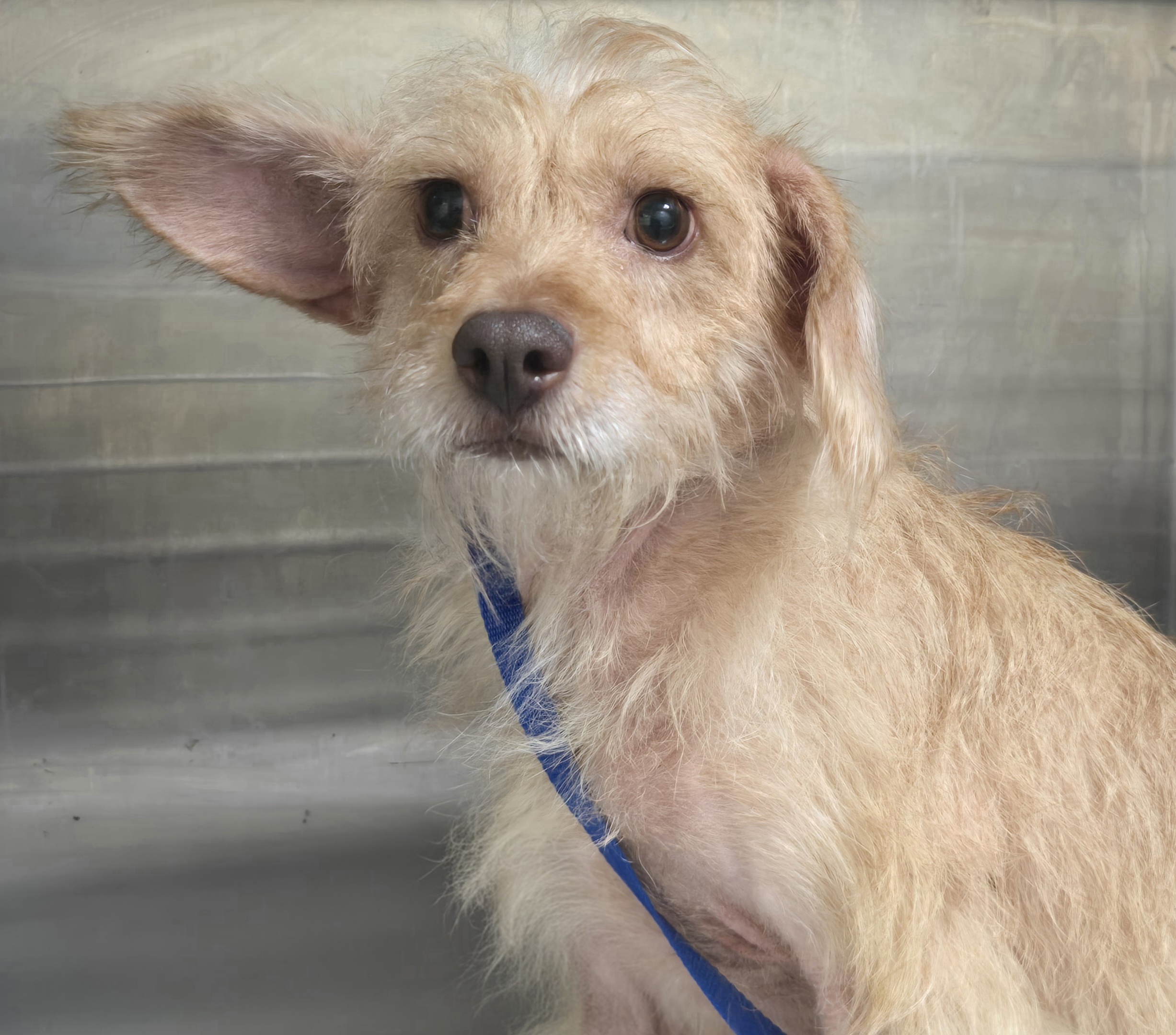 Shelter Stray Female Dog last seen , 3201 Lacy St, Los Angeles, CA 90031, USA