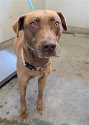 Shelter Stray Female Dog last seen , 600 Aviation Dr, Camarillo, CA 93010, USA