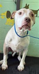 Shelter Stray Male Dog last seen FULTON AVE & ROSEVILLE RD, 2127 Front St, Sacramento, CA 95818, USA
