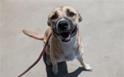 Shelter Stray Female Dog last seen Near BLOCK S GALENA WAY AURORA CO 80247, 1241 W Bayaud Ave, Denver, CO 80223, USA