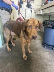 Shelter Stray Male Dog last seen FULTON AVE & ROSEVILLE RD, 2127 Front St, Sacramento, CA 95818, USA