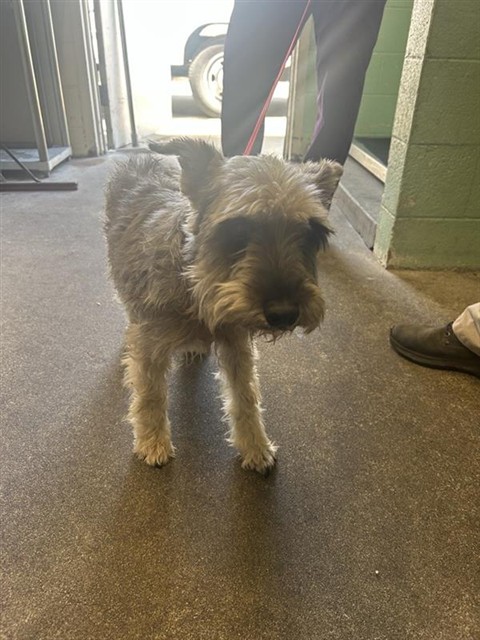 Shelter Stray Male Dog last seen FULTON AVE & ROSEVILLE RD, 2127 Front St, Sacramento, CA 95818, USA