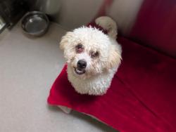 Shelter Stray Male Dog last seen Near BLOCK S KNOX CT, DENVER CO 80219, 1241 W Bayaud Ave, Denver, CO 80223, USA