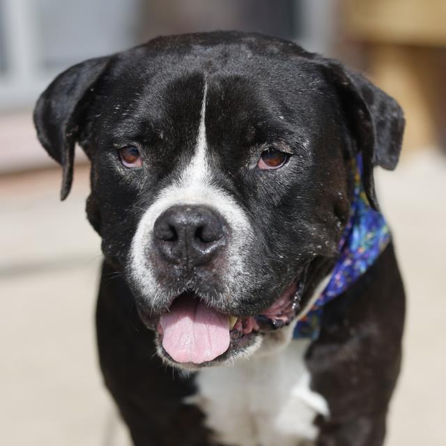 Shelter Stray Male Dog last seen Near BLOCK QUASAR BROOK, 4710 TX-151, San Antonio, TX 78227, USA