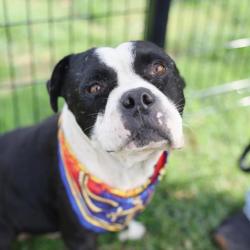 Shelter Stray Male Dog last seen Near BLOCK QUASAR BROOK, 4710 TX-151, San Antonio, TX 78227, USA