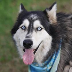 Shelter Stray Female Dog last seen Near BLOCK BROOK VALLEY, 4710 TX-151, San Antonio, TX 78227, USA