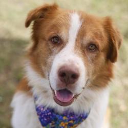 Shelter Stray Male Dog last seen IVANHOE, 4710 TX-151, San Antonio, TX 78227, USA