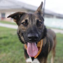 Shelter Stray Female Dog last seen Near BLOCK N PALMETTO, 4710 TX-151, San Antonio, TX 78227, USA